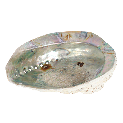 15-17cm Abalone Shell
