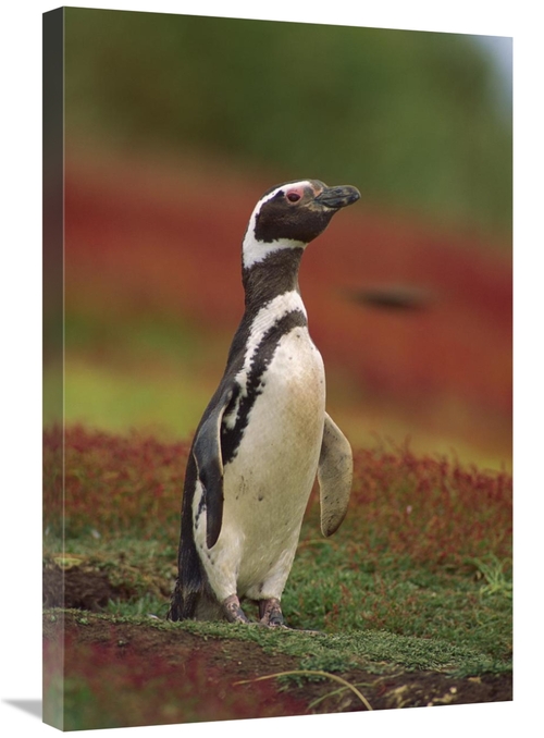 Global Gallery GCS-452743-2030-142 20 x 30 in. Magellanic Penguin Port