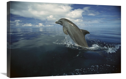 Global Gallery GCS-452639-2030-142 20 x 30 in. Bottlenose Dolphin Leap