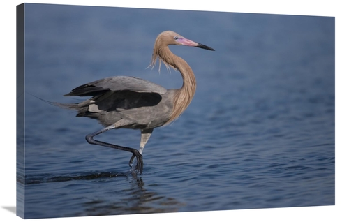 Global Gallery GCS-453333-2436-142 24 x 36 in. Reddish Egret Wading Th