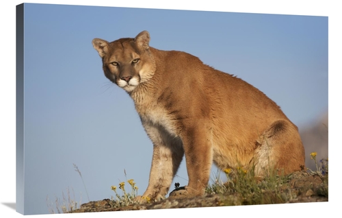 Global Gallery GCS-395973-2436-142 24 x 36 in. Mountain Lion North Ame