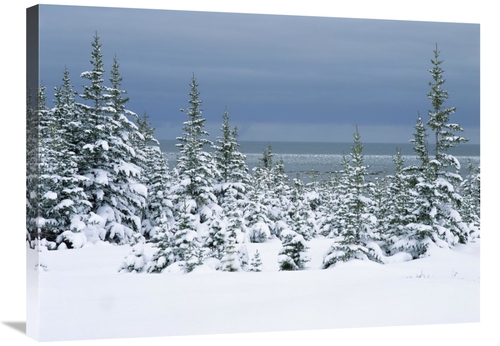 Global Gallery GCS-452496-2432-142 24 x 32 in. Spruce Trees in Snow&#4