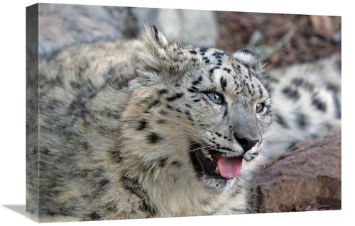 Global Gallery GCS-486623-22-142 22 in. Snow Leopard Art Print - Vic S