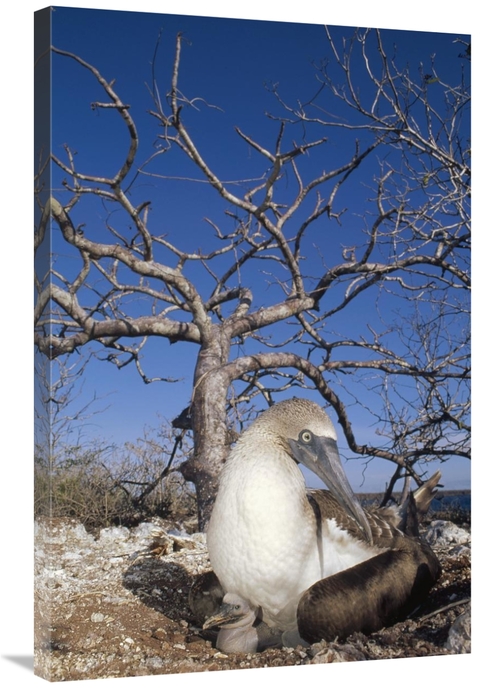Global Gallery GCS-451138-2436-142 24 x 36 in. Blue-Footed Booby with 
