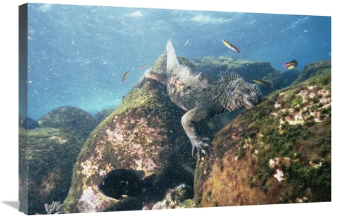 Global Gallery GCS-451242-2030-142 20 x 30 in. Marine Iguana Grazing o