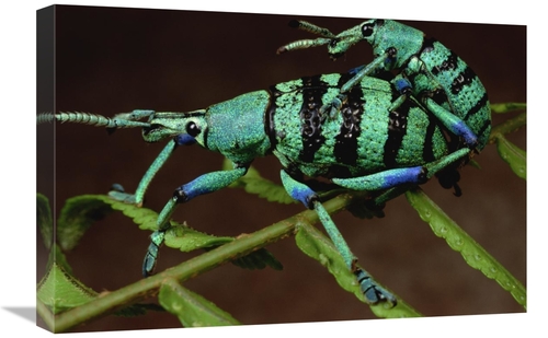 Global Gallery GCS-450958-1624-142 16 x 24 in. True Weevil Couple Mati