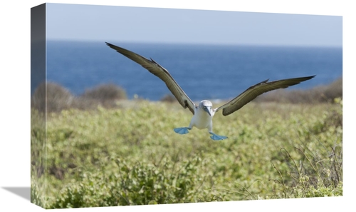 Global Gallery GCS-395612-1218-142 12 x 18 in. Blue-Footed Booby Landi