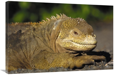 Global Gallery GCS-453078-2436-142 24 x 36 in. Galapagos Land Iguana&#