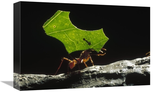 Global Gallery GCS-452425-1218-142 12 x 18 in. Leafcutter Ant Carrying