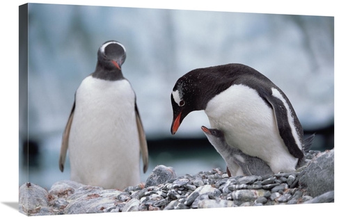 Global Gallery GCS-452416-2030-142 20 x 30 in. Gentoo Penguin Parent w