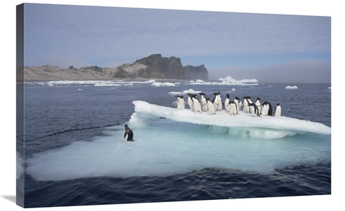 Global Gallery GCS-451542-2436-142 24 x 36 in. Adelie Penguins Resting