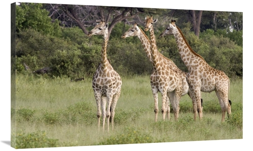 Global Gallery GCS-395399-40-142 40 in. Giraffe Group, Linyanti Ri
