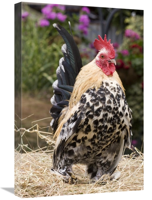 Global Gallery GCS-397448-1624-142 16 x 24 in. Domestic Chicken, S