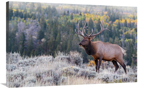 Global Gallery GCS-486449-40-142 40 in. Bull Elk on the Hillside Art P