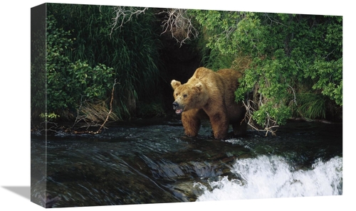 Global Gallery GCS-452536-1218-142 12 x 18 in. Grizzly Bear Fishing