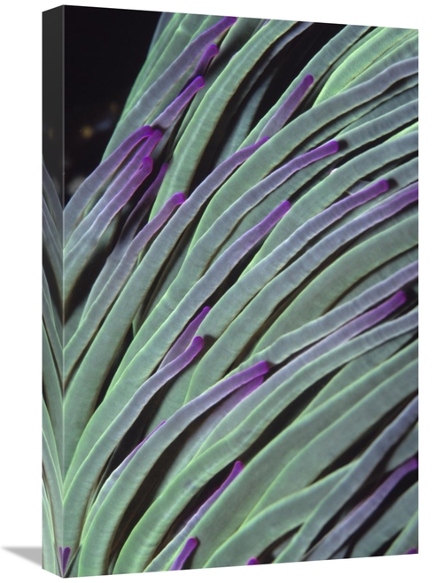 Global Gallery GCS-397590-1624-142 16 x 24 in. Snakelocks Anemone Tent