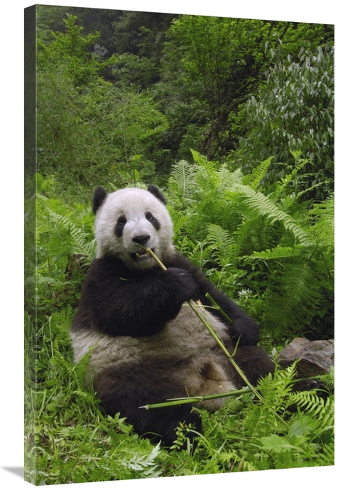 Global Gallery GCS-397881-2436-142 24 x 36 in. Giant Panda Eating Bamb