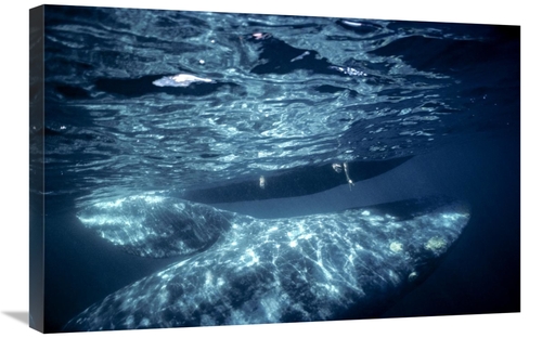 Global Gallery GCS-451840-2030-142 20 x 30 in. Gray Whale Calf with To