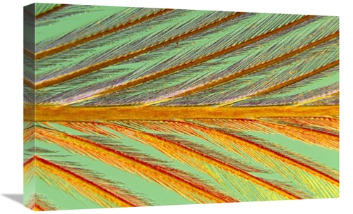 Global Gallery GCS-398218-1624-142 16 x 24 in. Close Up of Feather Sho