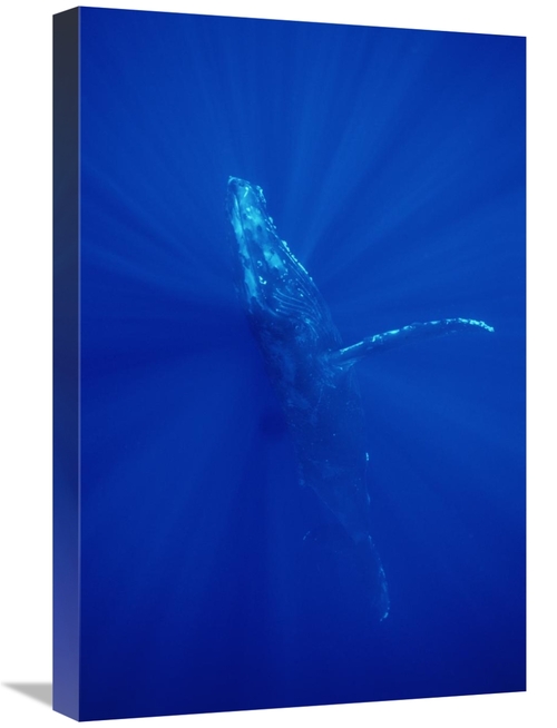 Global Gallery GCS-451027-1624-142 16 x 24 in. Humpback Whale, Mau