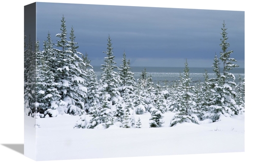 Global Gallery GCS-452496-1216-142 12 x 16 in. Spruce Trees in Snow