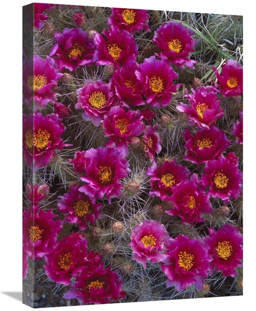 Global Gallery GCS-452074-1824-142 18 x 24 in. Grizzly Bear Cactus in 
