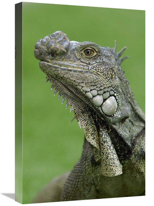 Global Gallery GCS-453069-1624-142 16 x 24 in. Green Iguana, Semin