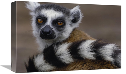 Global Gallery GCS-453251-1218-142 12 x 18 in. Ring-Tailed Lemur Portr