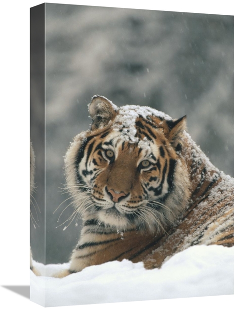 Global Gallery GCS-452332-1218-142 12 x 18 in. Siberian Tiger Portrait