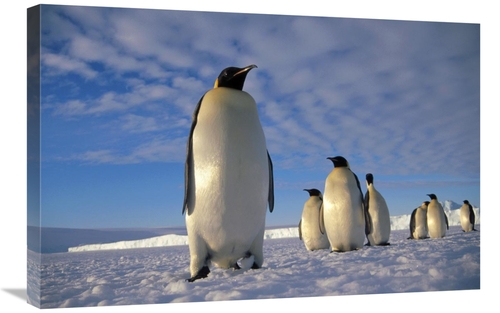 Global Gallery GCS-395626-2030-142 20 x 30 in. Emperor Penguin Group&#