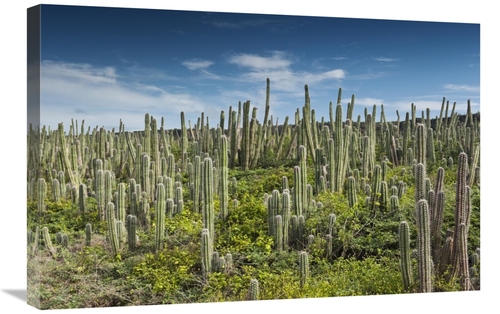 Global Gallery GCS-397949-2030-142 20 x 30 in. Pitayo De Mayo Cacti&#4