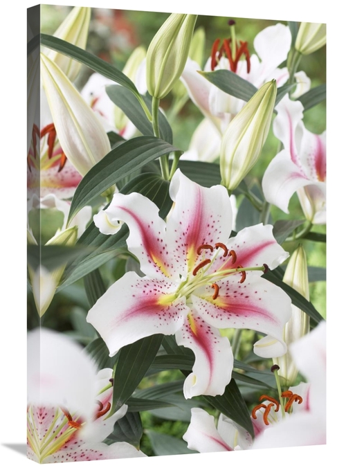 Global Gallery GCS-398348-2030-142 20 x 30 in. Lily Rosy Dawn Variety 