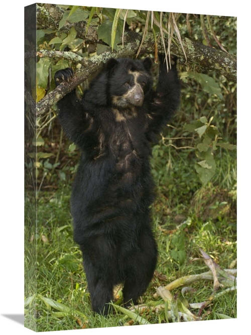 Global Gallery GCS-453140-1624-142 16 x 24 in. Spectacled Bear, Cl