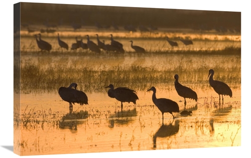 Global Gallery GCS-452610-2030-142 20 x 30 in. Sandhill Cranes, Bo