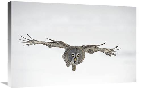 Global Gallery GCS-398262-2030-142 20 x 30 in. Great Grey Owl Flying&#