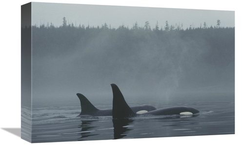 Global Gallery GCS-453565-1218-142 12 x 18 in. Orca Male & Female Surf