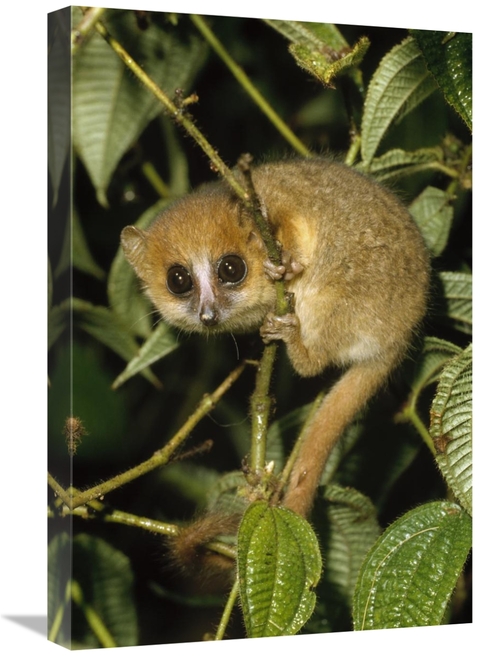 Global Gallery GCS-452398-1624-142 16 x 24 in. Brown Mouse Lemur, 