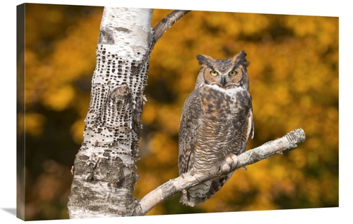 Global Gallery GCS-397344-2436-142 24 x 36 in. Great Horned Owl, H