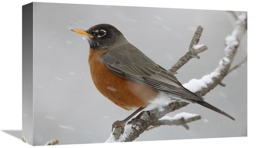 Global Gallery GCS-396378-1218-142 12 x 18 in. American Robin Perching