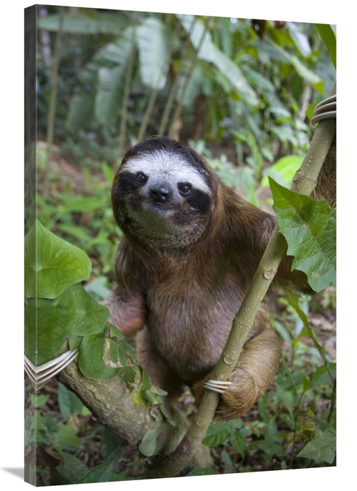 Global Gallery GCS-395843-2436-142 24 x 36 in. Brown-Throated Three-To