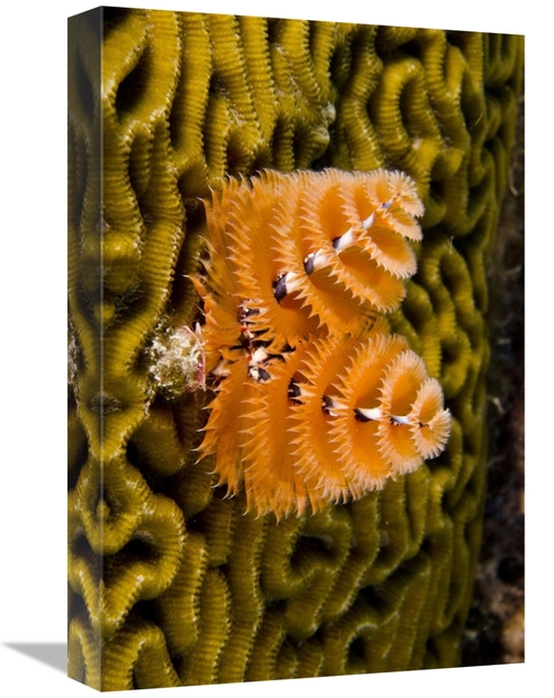 Global Gallery GCS-397894-1218-142 12 x 18 in. Christmas Tree Worm Fil