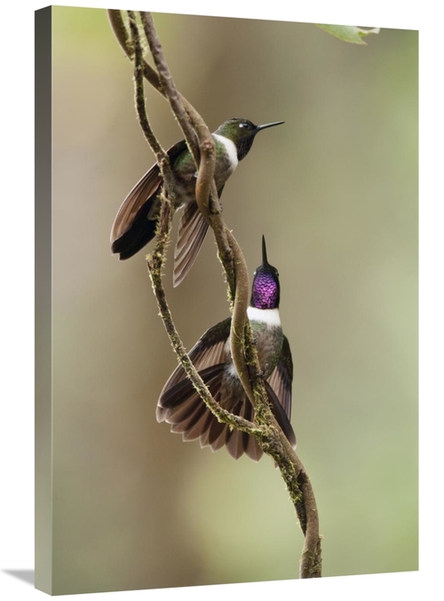 Global Gallery GCS-395564-2030-142 20 x 30 in. Amethyst-Throated Sunan