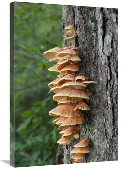 Global Gallery GCS-395487-2030-142 20 x 30 in. Chicken of the Woods Fu