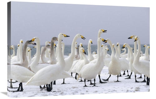 Global Gallery GCS-452289-2436-142 24 x 36 in. Whooper Swan Wintering 