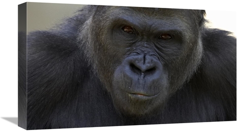 Global Gallery GCS-450906-22-142 22 in. Western Lowland Gorilla Portra