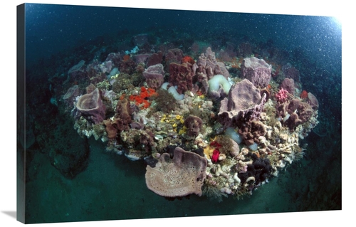 Global Gallery GCS-450955-2436-142 24 x 36 in. Variety of Corals on Re