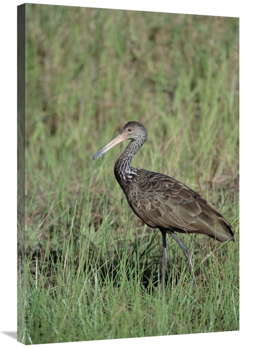 Global Gallery GCS-451475-2436-142 24 x 36 in. Limpkin in Marshland