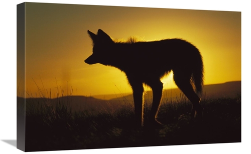 Global Gallery GCS-451658-1624-142 16 x 24 in. Maned Wolf Hunting At D