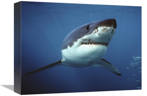 Global Gallery GCS-397972-1216-142 12 x 16 in. Great White Shark Swimm