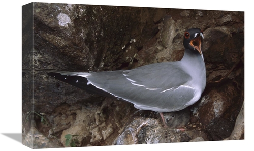 Global Gallery GCS-451834-1218-142 12 x 18 in. Swallow-Tailed Gull Par